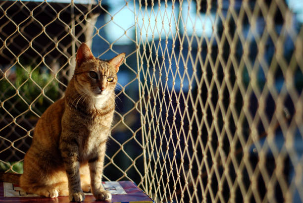 Pet Safety Net